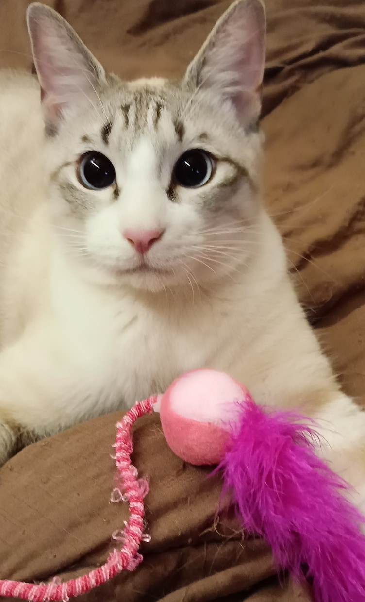 可愛い猫の写真よろしくおねがいします 可愛い猫の写真ですよろしくお願い致します イメージ3