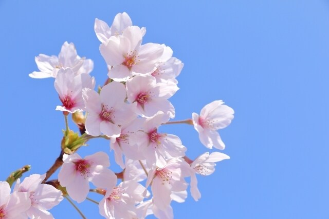 素敵なこれからの道しるべ～これから1か月を占います 来月はどんな月？楽しい日々が送れますように イメージ1