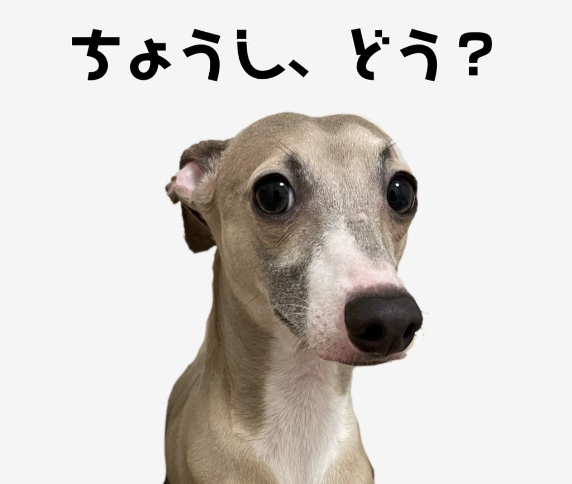 写真で愛犬、ペットのLINEスタンプを作成します ★40個まで値段統一★ 先着10名様までの特別価格！ イメージ2