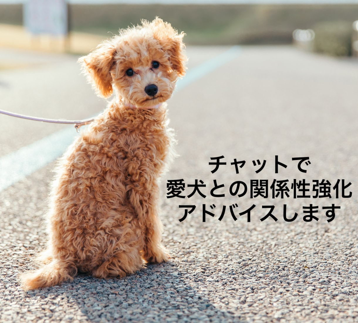 チャットで愛犬との関係性強化アドバイスします 飼い主の思いと、愛犬の受け取り方は一致していますか？ イメージ1
