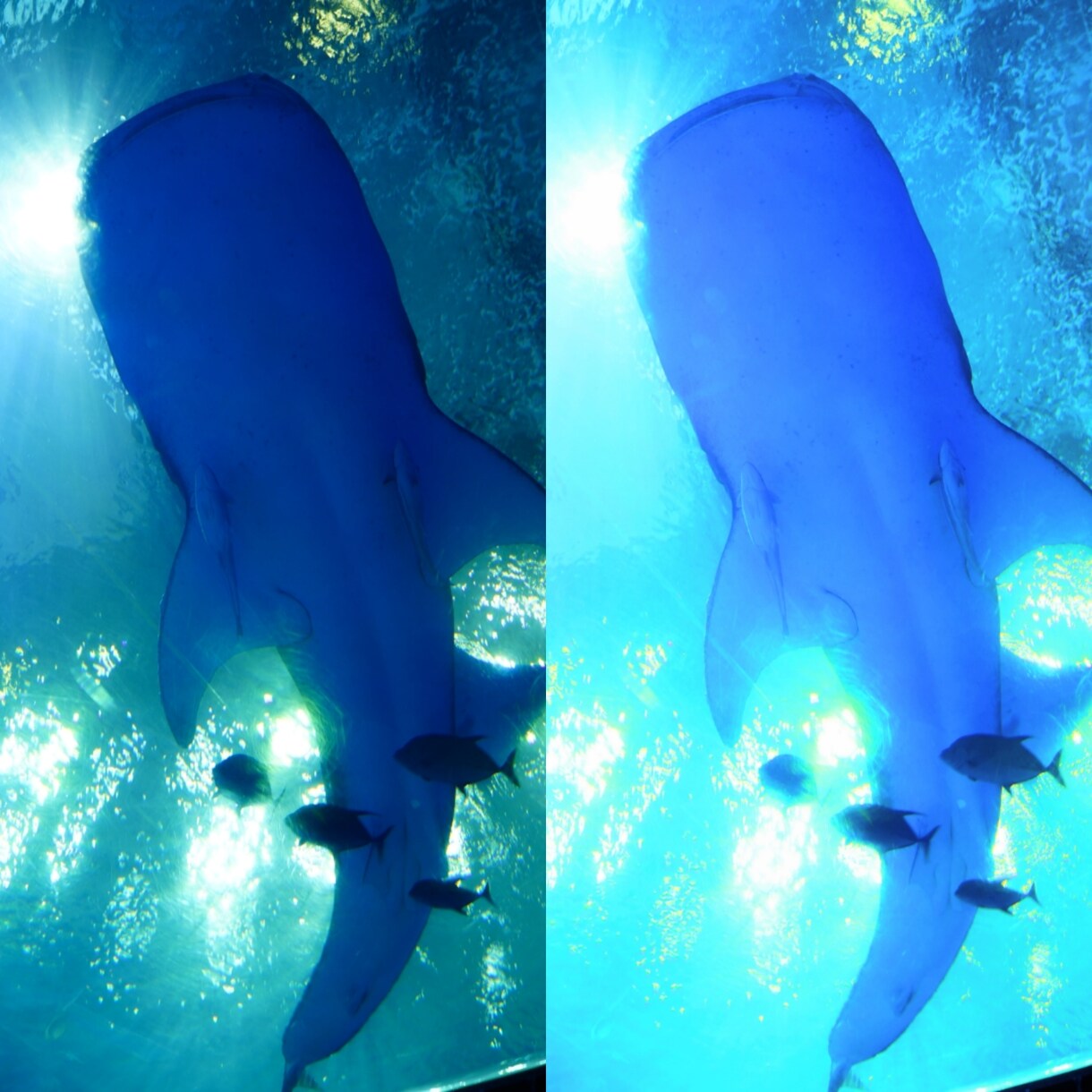 苦手だけど写真を鮮やかにしたい❕を叶えます 。せっかくの思い出…そのままでいいですか？鮮やかに蘇りますよ イメージ8
