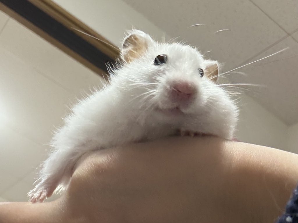 大好きなペットちゃんのお気持ち伝えます 動物さん達の気持ちが伝わりやすく写真でもお聞きできます イメージ1