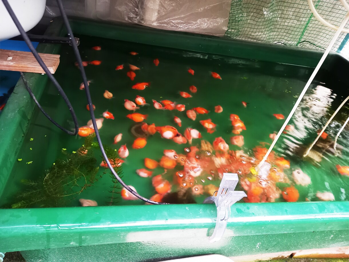 金魚の飼育、産卵、色揚げの方法など教えます 可愛い金魚のために出来る事、一緒に探してみませんか？ イメージ4