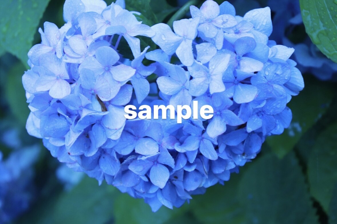 梅雨の時期におすすめ！紫陽花の写真素材を提供します 紫陽花の写真素材・1セット5枚入り イメージ3