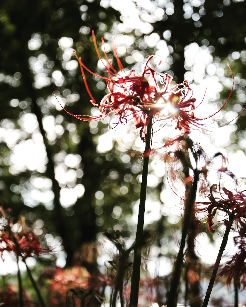 ご希望の写真を提供します 動物、風景、花火など、多種多様にご用意しております。 イメージ3