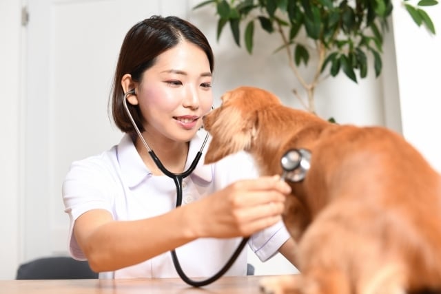 獣医志望の悩み相談承ります 国立獣医学生が志望校合格をサポート！ イメージ2