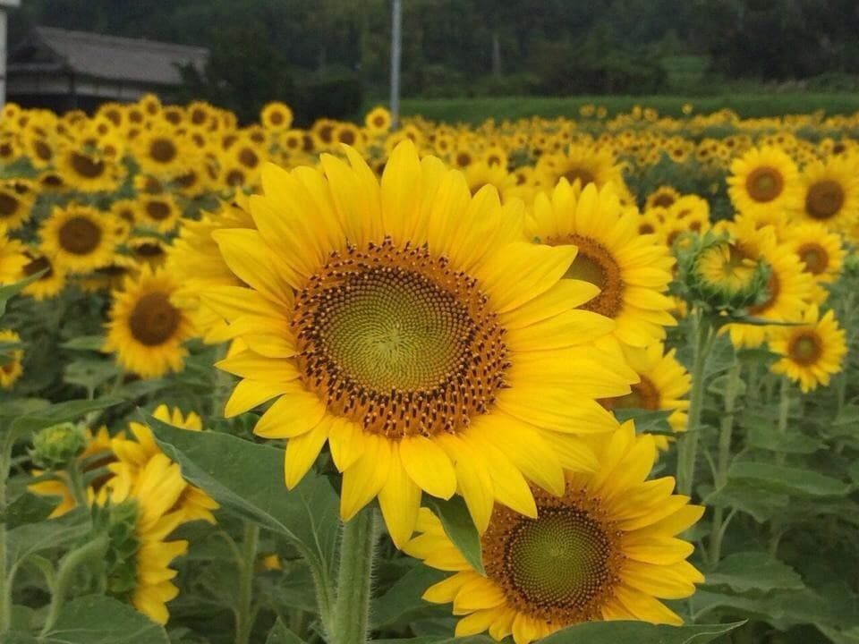フリートークやカウンセリングでモヤモヤを解消します 心のドアノブは内側からしか開かない イメージ1