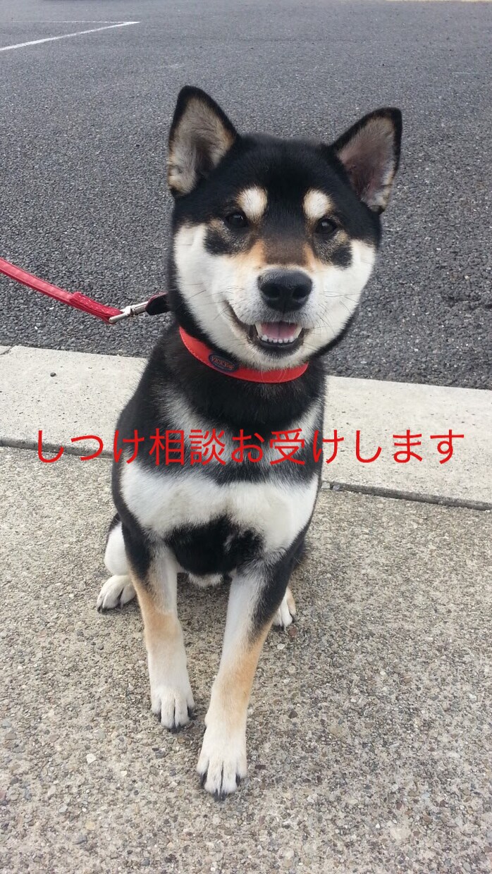 ワンポイントレッスンします :::提携ペットショップ紹介枠::: イメージ1