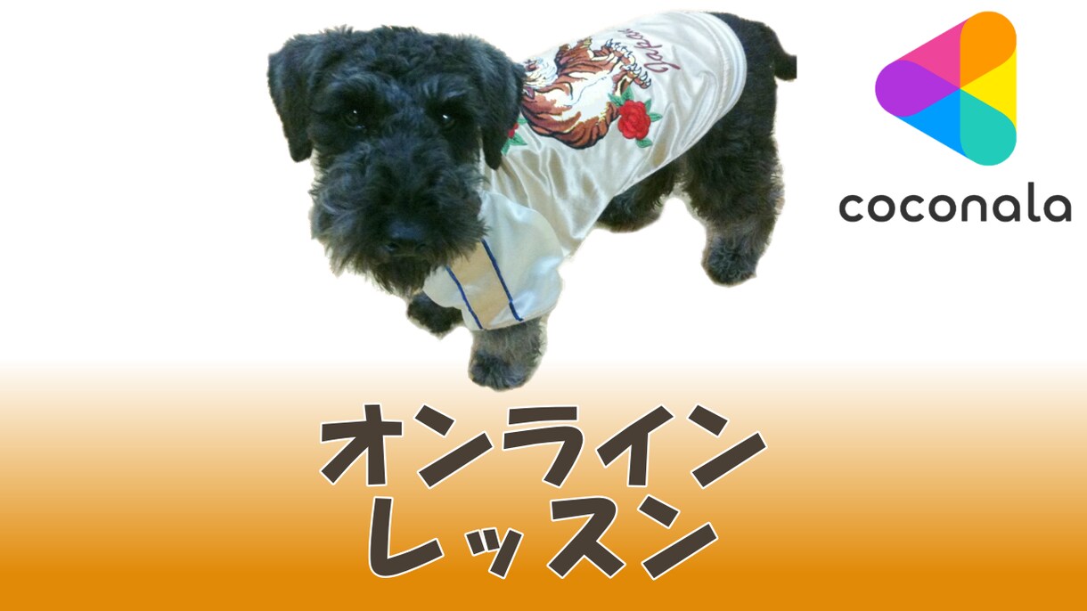 オンラインレッスン!愛犬も飼い主さん楽しく学べます 60分 2,500円(3回・6回オプションでお得価格に!) イメージ1