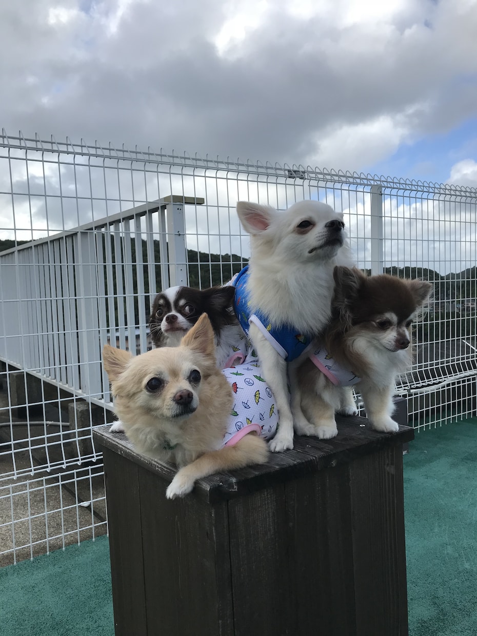 初めて犬を飼う方のご相談受付けます あなたの大切なパートナー選びをサポート！ イメージ1