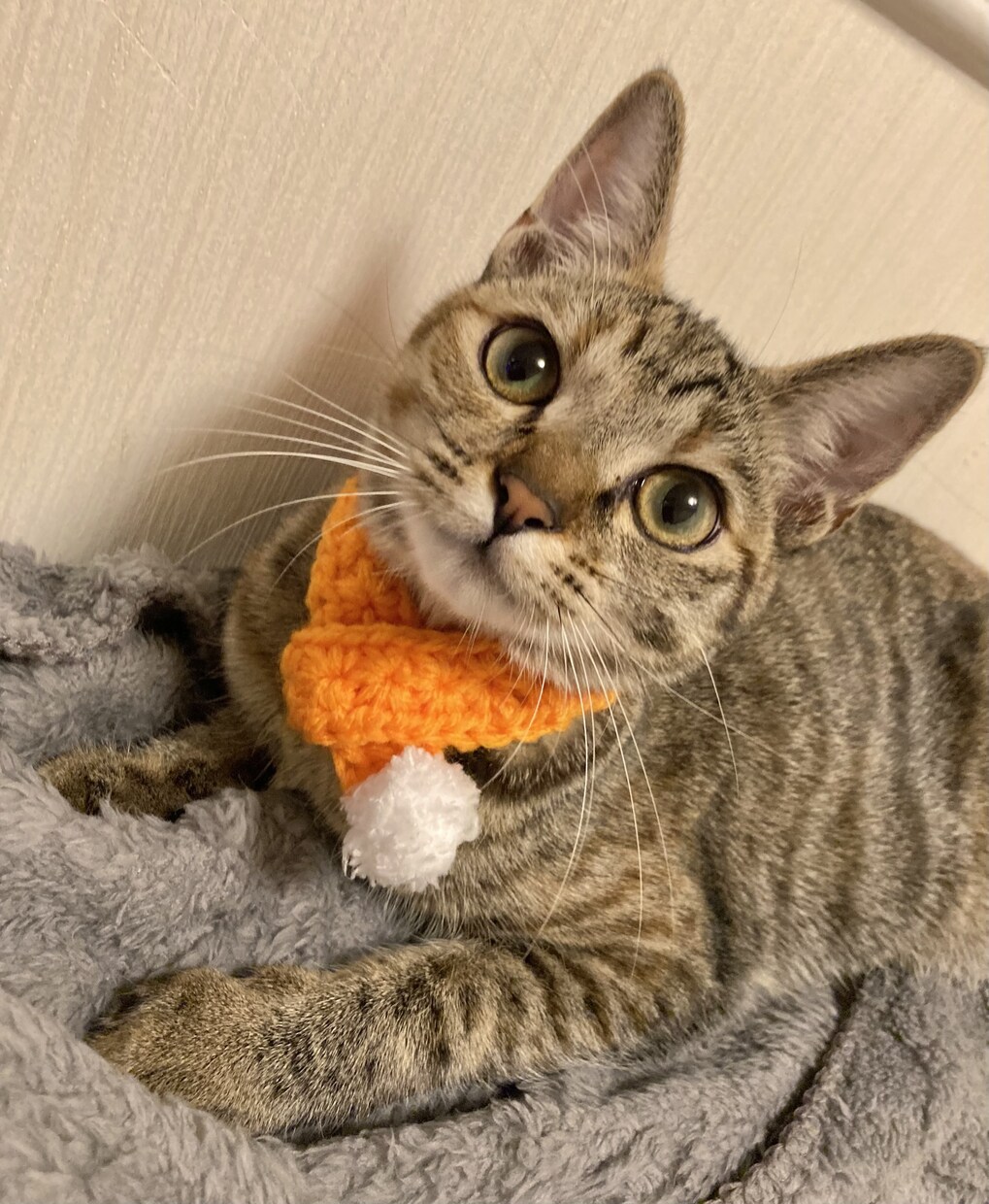ねこちゃんわんちゃんの撮影用マフラー編みます 可愛いねこちゃんわんちゃんがさらに映える可愛いマフラーです♪ イメージ2