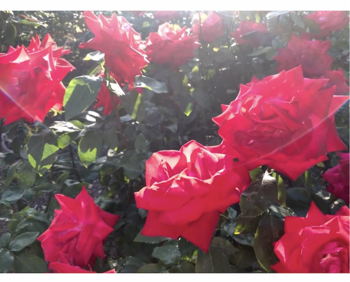 遠隔オーラヒーリング★ハートの芯から癒します 幸せであたたかい気持ちへ♡幸せ覚醒ヒーリング イメージ1