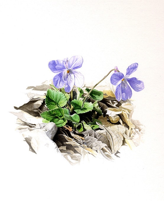 生き物・自然・その他をリアルイラストで描きます 長年出版業界に携わっているプロイラストレーターが制作致します イメージ1