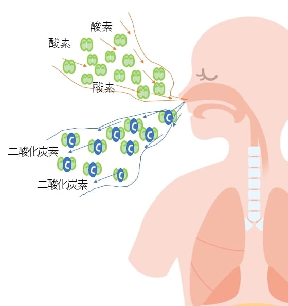 咳や喘息を薬に頼らない咳を止める方法を教えます 咳や喘息で苦しんでいる全ての方へ　原因は間違った呼吸の仕方 イメージ6