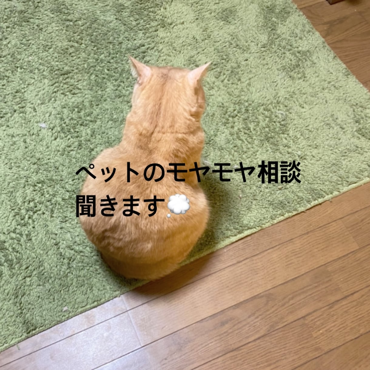 愛玩動物看護師がペットのお悩みをチャットで聞きます 動物病院の看護師にペットのこと、ちょっと話してみませんか？ イメージ1