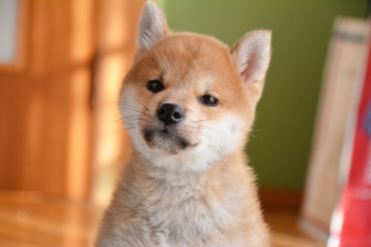 あなたに合ったおすすめ犬種を選びます ドッグライフカウンセラーがお手伝いU^ェ^U イメージ3