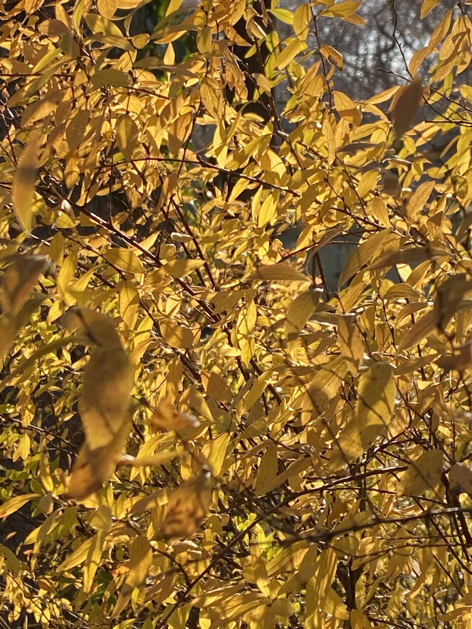 自然のお写真を提供します ふと立ち止まって見えた景色を撮っています イメージ2