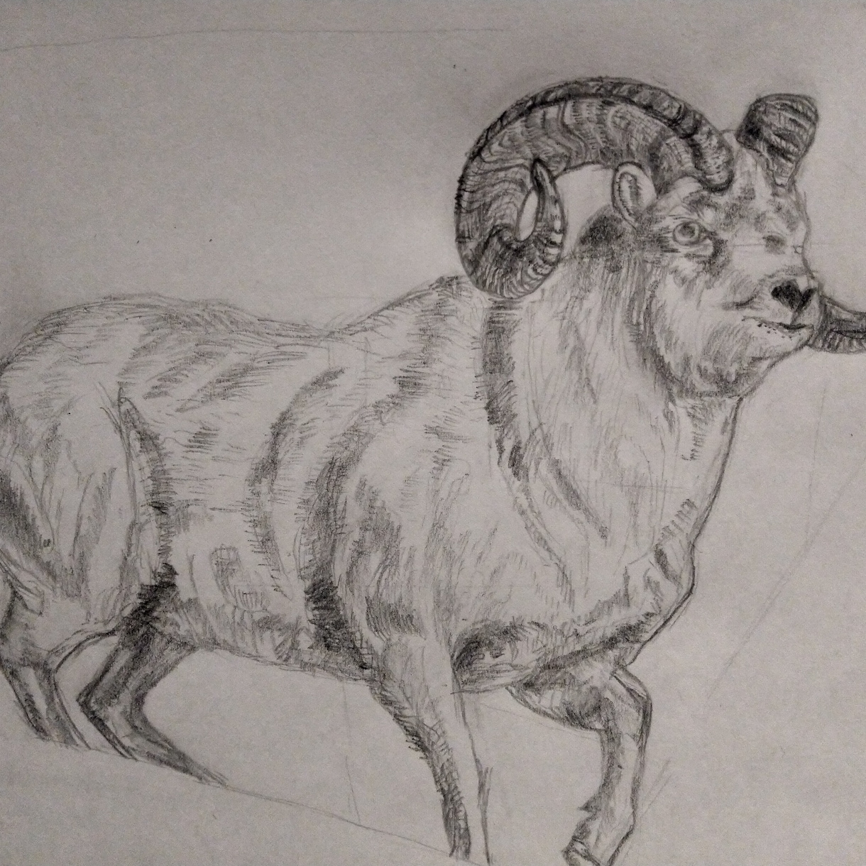 ペット、野生動物の絵描きます ペットや野生動物の鉛筆画描きます イメージ5