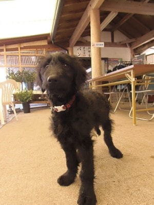 愛犬の育児に正しい知識を持って取り組みましょう。 イメージ1