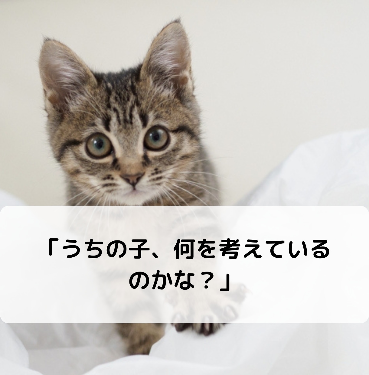 愛するペットの本音を知りたい！サクサク鑑定します 【先着10名様！】実績4600件のスピード鑑定♪ イメージ2