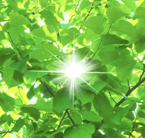 四柱推命と算命学から鑑定します あなたの本質、人生のバロメータを読み解きます イメージ1