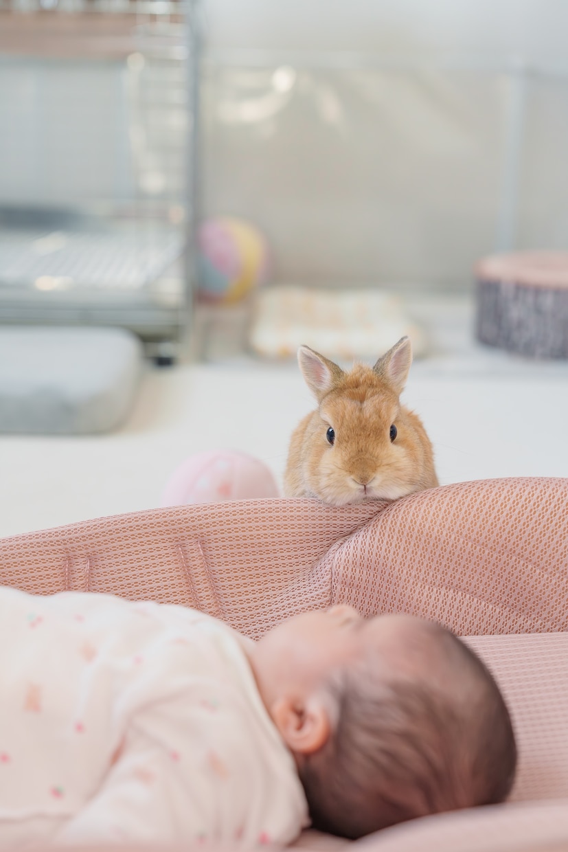 ペットフォトグラファーが可愛い一瞬を撮影します 何気ない毎日が、かけがえのない思い出になりますように イメージ9