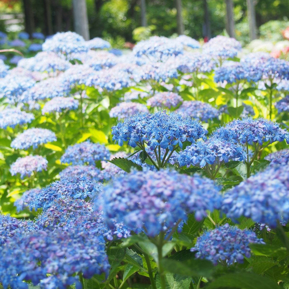 プロが植物に関するお悩み解決致します 植物のプロが即日お答え致します(^^) イメージ3