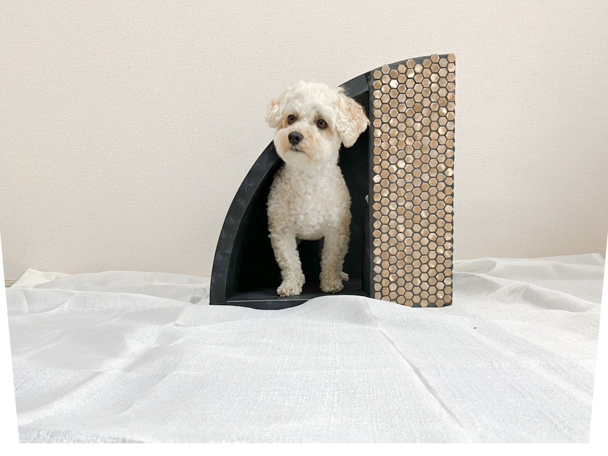 可愛いペット専用グッズをデザインします あなたの愛犬・愛猫の為だけのグッズのデザインイメージ製作 イメージ9
