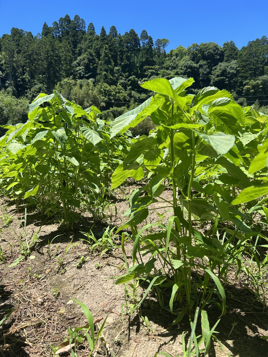 農薬等を使わない農法のご相談を承ります 水稲、小麦、野菜、鶏、日本ミツバチに取り組んでみませんか？ イメージ1