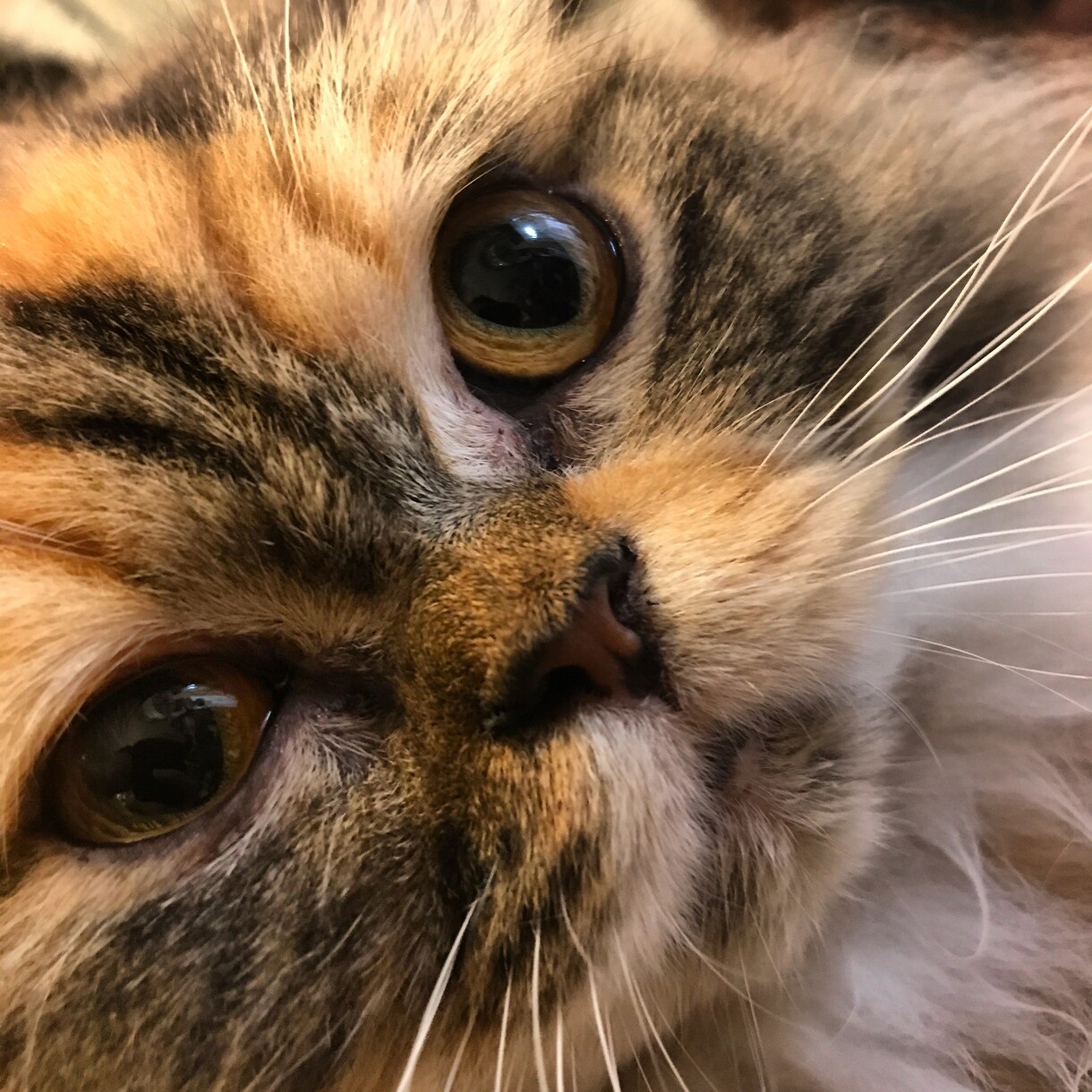 可愛い猫ちゃんの写真提供します 著作権不要の猫ちゃんの写真が欲しい方必見です。 イメージ7