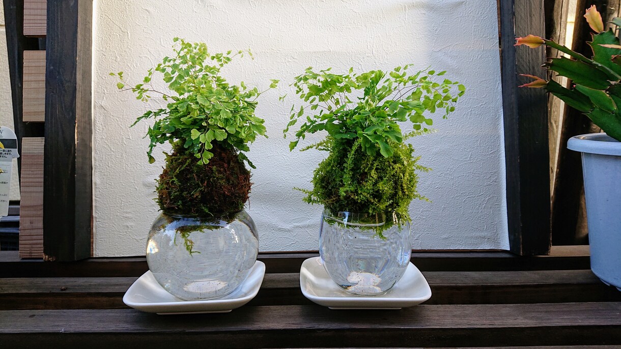 苔玉・苔盆栽・苔アートをオーダーメイドいたします 贈り物、結婚式の引出物、他とは違った開店祝等にいかがですか？ イメージ6