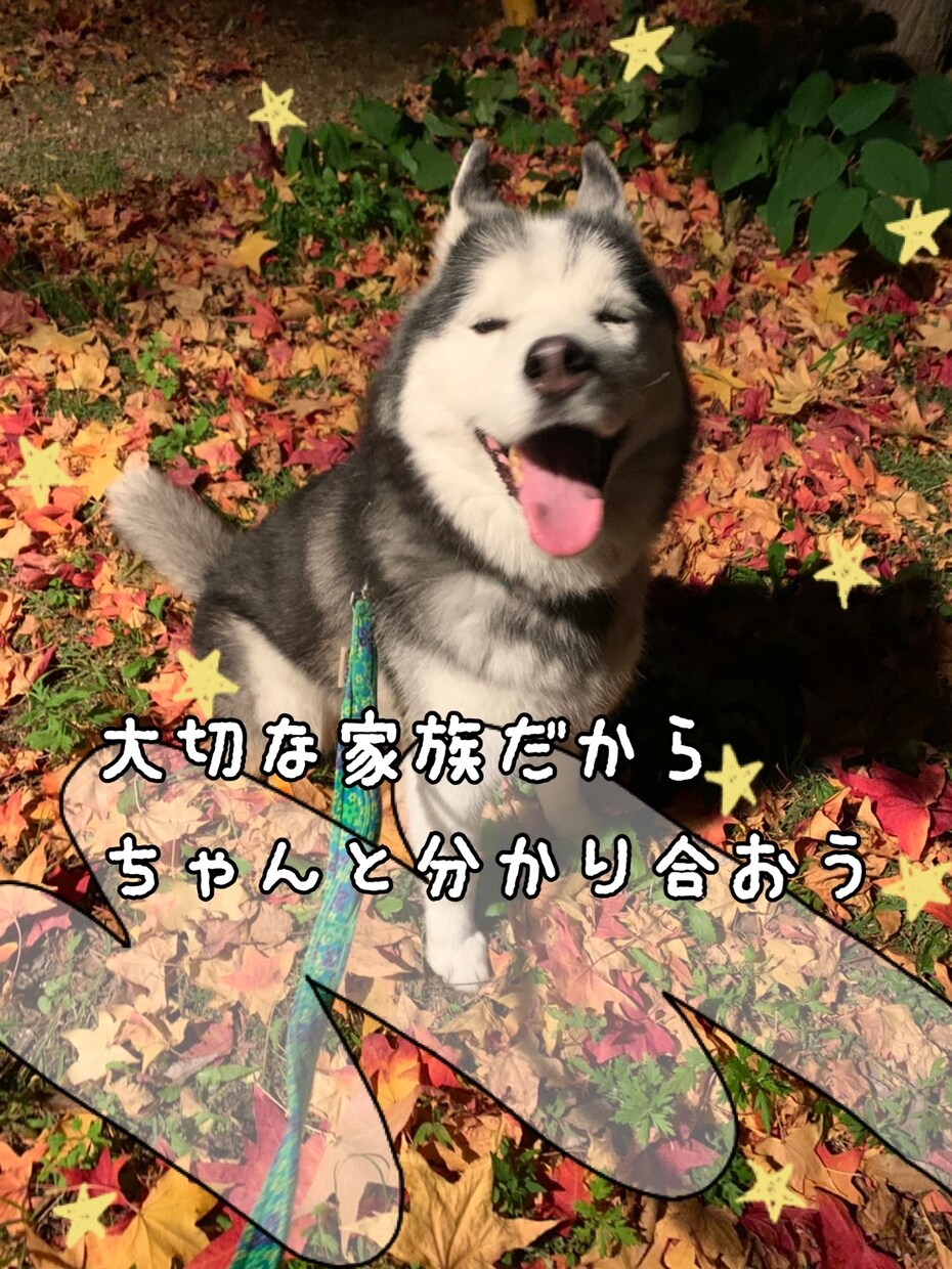 わんこのしつけ相談、アドバイスさせて頂きます 歴10年以上！幸せわんこ生活のお手伝いをさせて下さい♡ イメージ1
