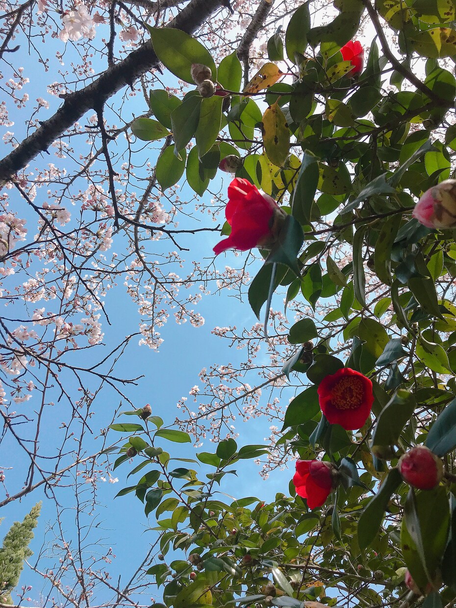 あなたの心の声を聞きます ストレスの溜まっているあなたに イメージ1