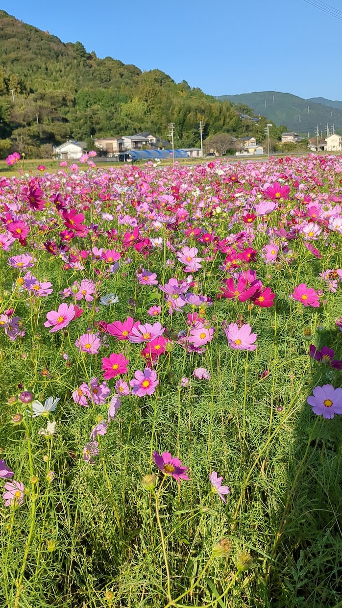 シングルマザー限定⭐︎癒しのカードセラピーします 毎日もう限界!わかってほしい!頑張るあなたの心の拠り所に♪ イメージ4