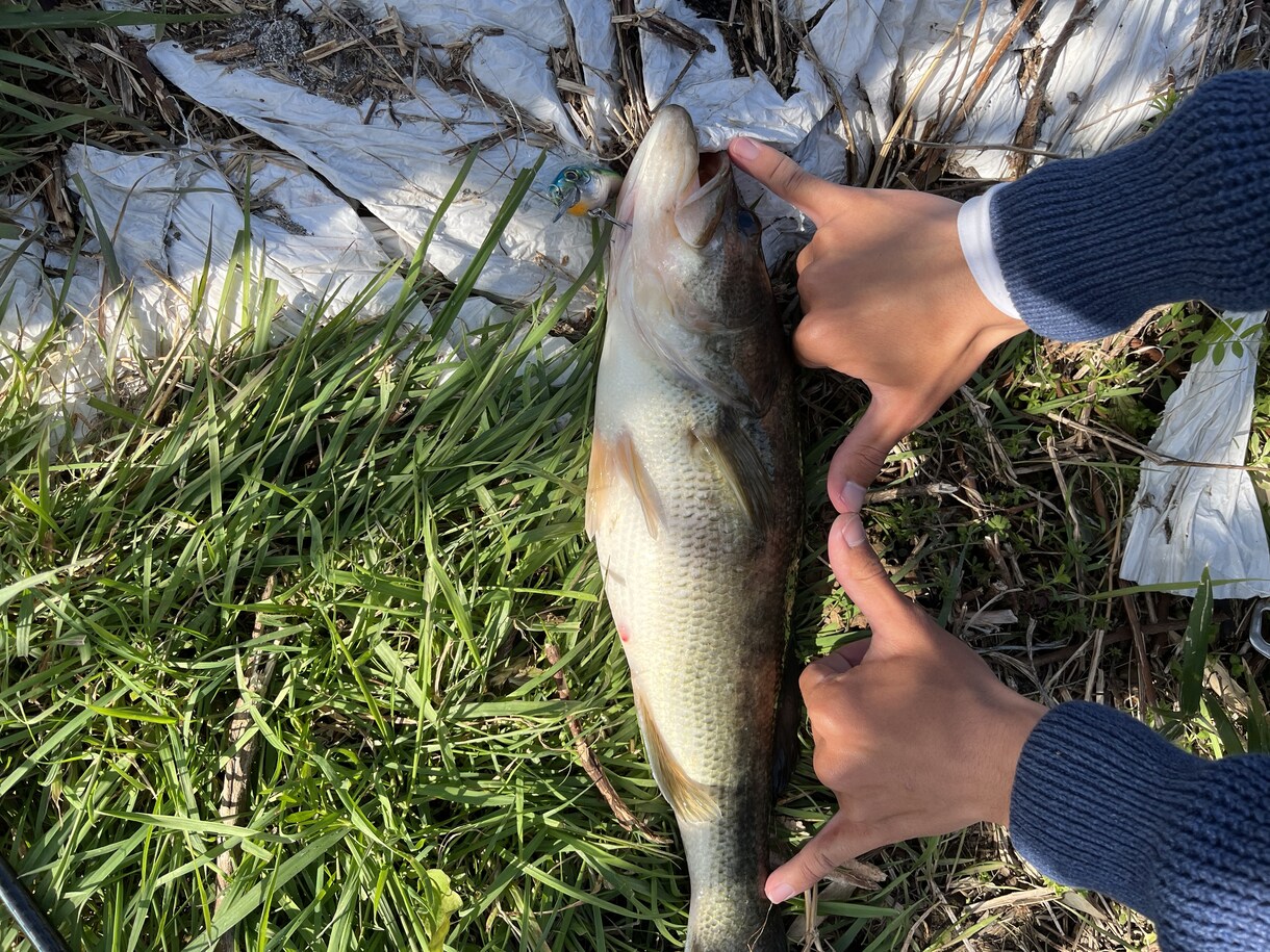 バス釣りをしている人へ、釣果の上げ方教えます バス釣りをひたすら続けてきたのでノウハウを全て伝えたいです。 イメージ2