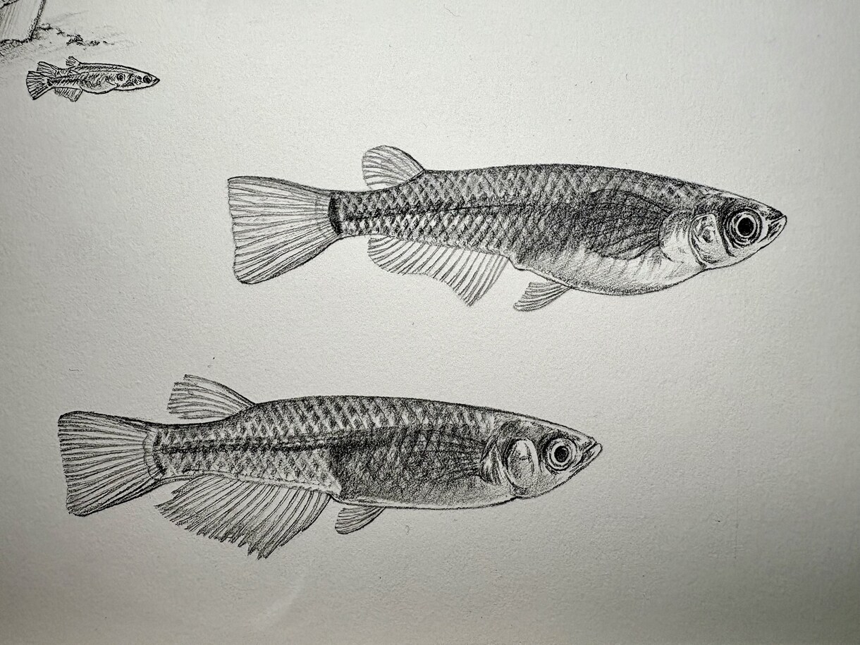 プロが世界に一枚のリアルなペット鉛筆画を描きます 昆虫・魚類・両生類・爬虫類・鳥類・哺乳類まで全対応します イメージ3