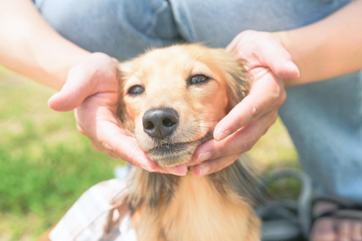 犬【SNS掲載なし】わんちゃんのお写真撮影します 何気ない毎日を、かけがえのないキヲクに。 イメージ1