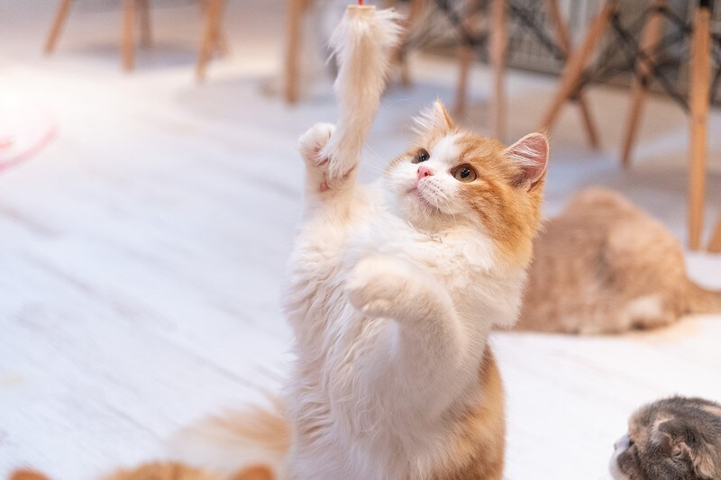 １分OK♪楽しく話そう！優しくお話しします なんて事ない時に♪友達みたいにお話ししよう！(๑>◡<๑) イメージ3