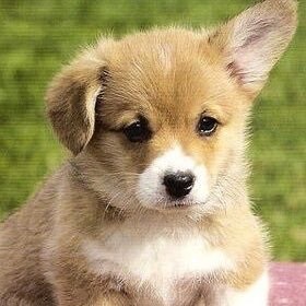 わんちゃんの大好きなおもちゃオススメします わんちゃんのおもちゃ選びに迷う方！ イメージ1