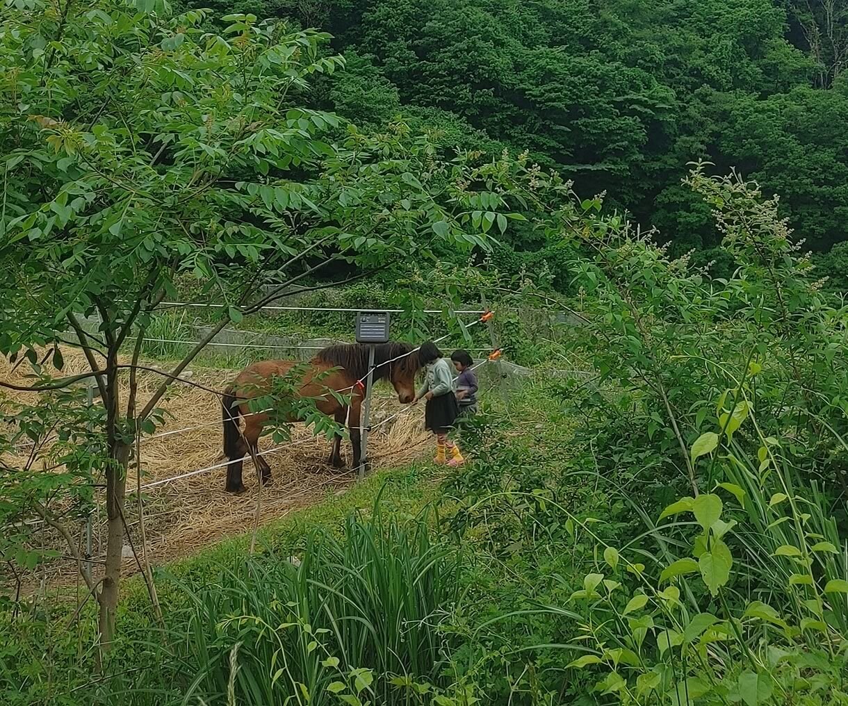 24時間☆チャットで山奥から寄り添います 山奥の素朴さや自然の厳しさから培った、共感、対話、寄り添い イメージ4