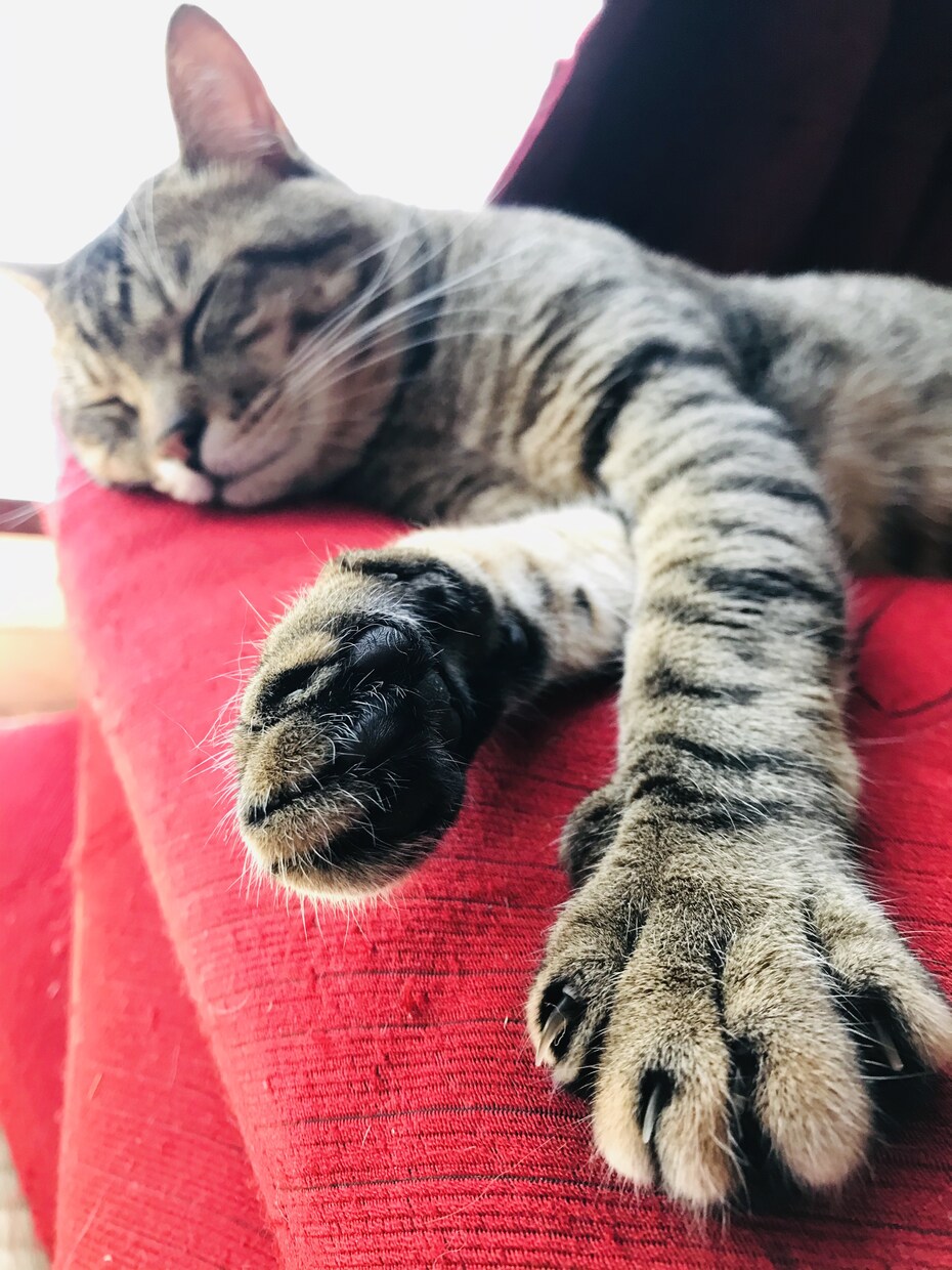 猫や犬でお困りのこと相談に乗ります 猫13匹、犬1匹、家族で飼ってたので、しつけ方向き合い方など イメージ1