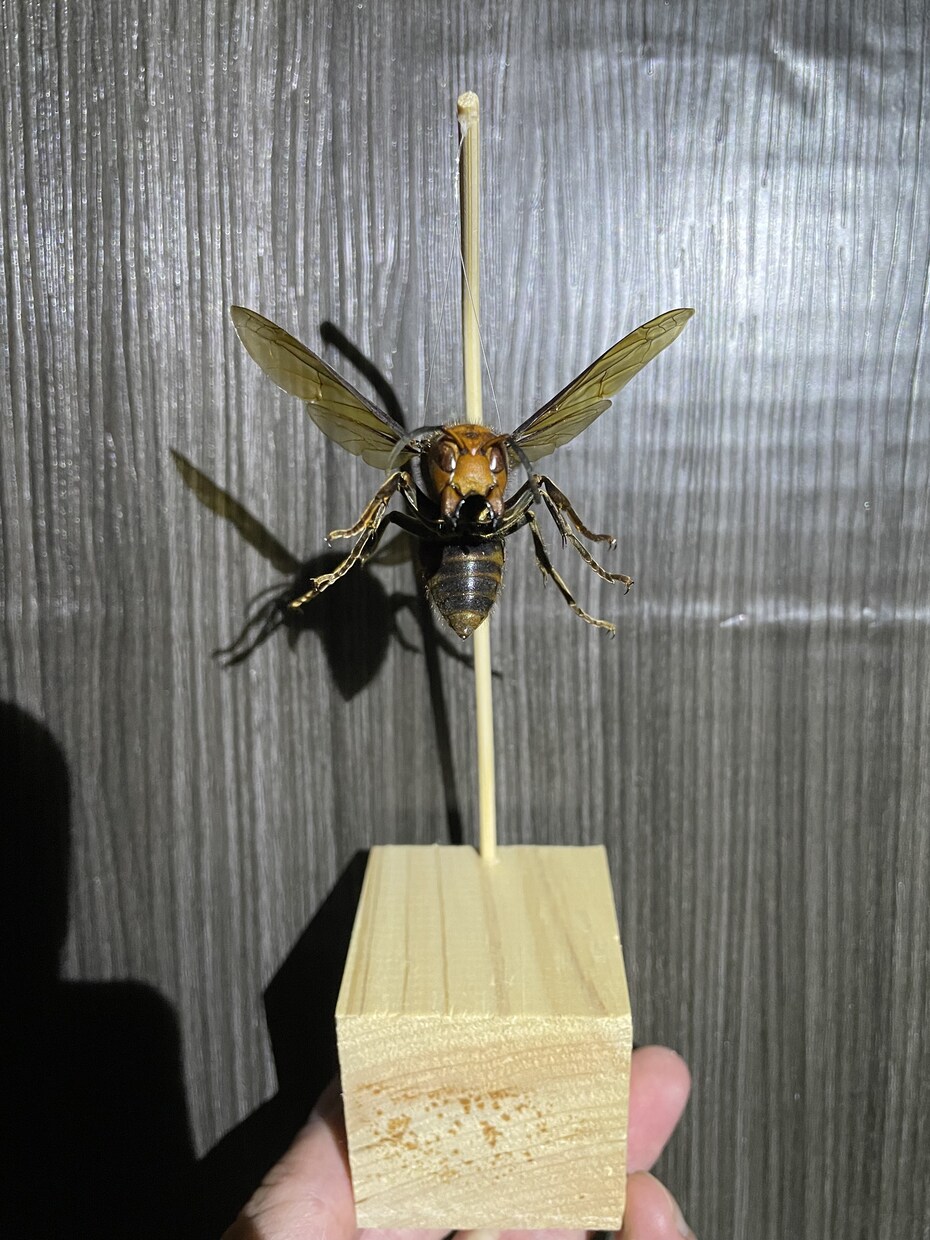 虫の標本製作、魚類、蛇の剥製製作承ります 虫、魚、蛇を標本、剥製にしたい方はご依頼ください！ イメージ2