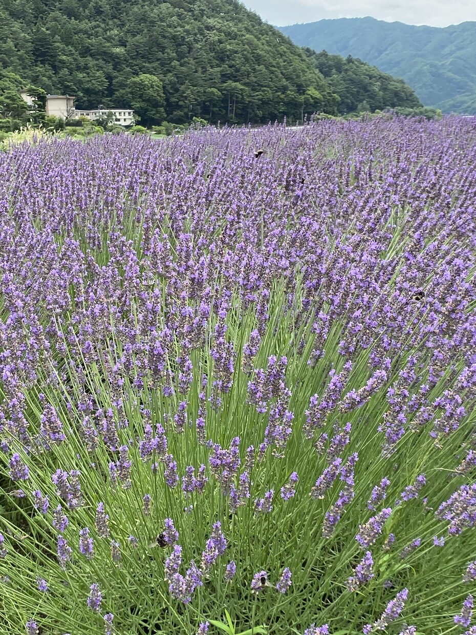 首都圏のオススメスポットをお教えします 休日ちょっとしたお出かけがしたい！けど行先が思いつかない方へ イメージ2