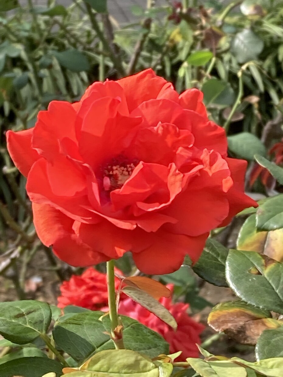 50代からの恋愛結婚相談承ります これからの人生子育てなども終わり、一人より二人の方が… イメージ1