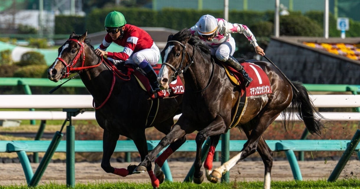 競馬予想致します 競馬予想日曜日のみ1ヶ月3,000円 イメージ1