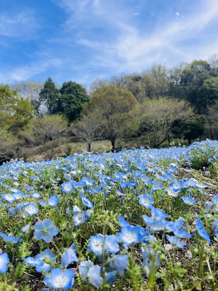 笑って泣いてスッキリ!あなたのお話聞きます シンママ経験者 人生いろいろ、笑って泣いて笑ってきました! イメージ4