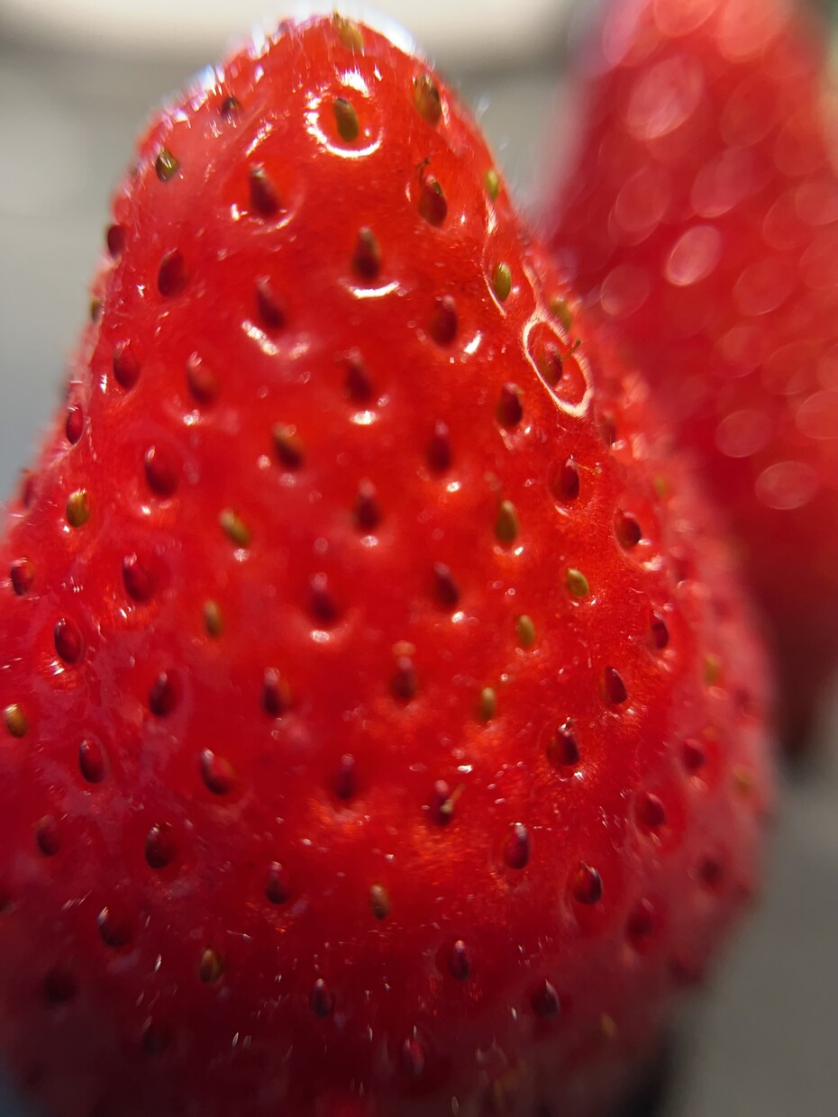 植物、食材を中心に色々な写真を投稿します ミクロの世界への挑戦と探検。まだ見ぬ世界へ。 イメージ7