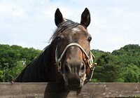 タロット占いで競馬を予想します 競馬レースをタロット占いで予想いたします。 イメージ1