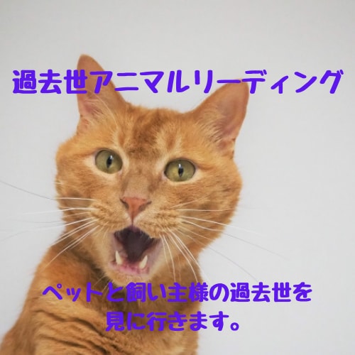 動物さんと飼い主様の過去世を見ます 過去に出会っていた場面をお伝えします イメージ2