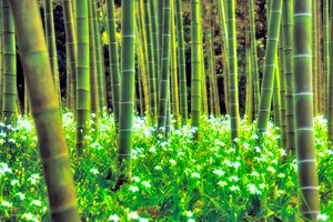 男性の意見をお伝えします 辛いと分かっているけれどどうしたら良いか… イメージ1
